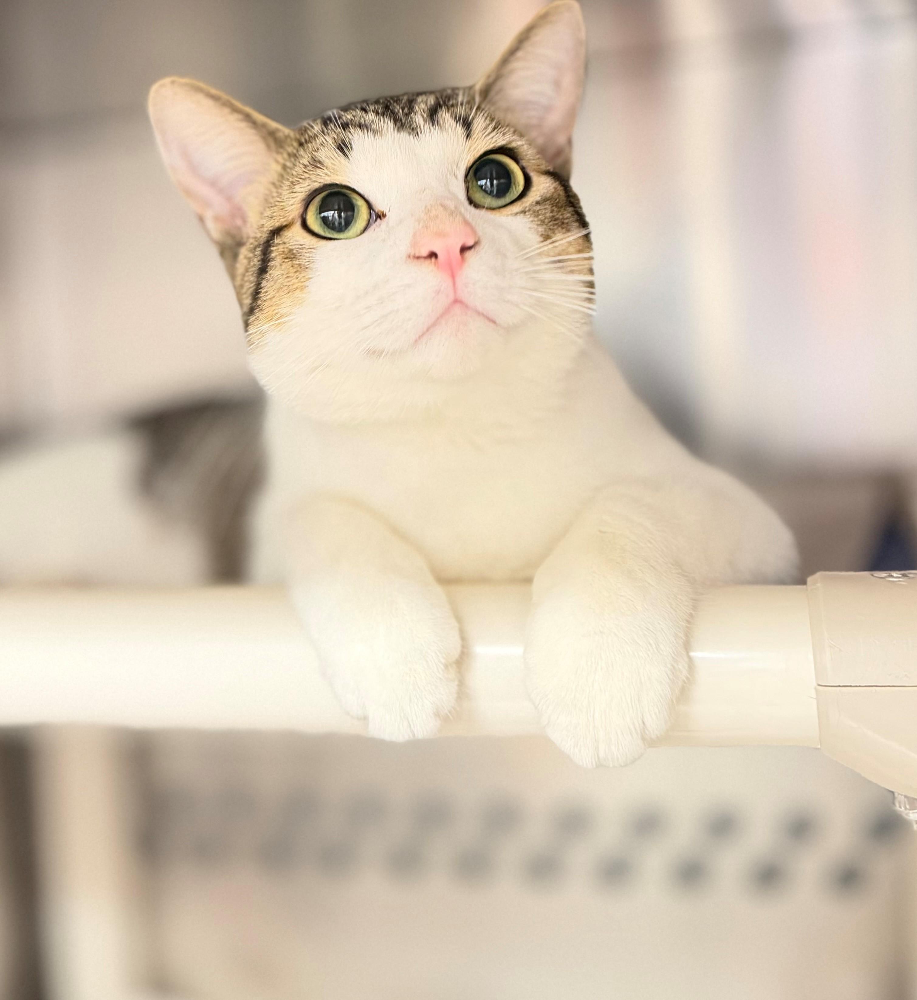 Enlarge Cyle Larin, an adoptable Domestic Short Hair in Hamilton, ON image 2/3