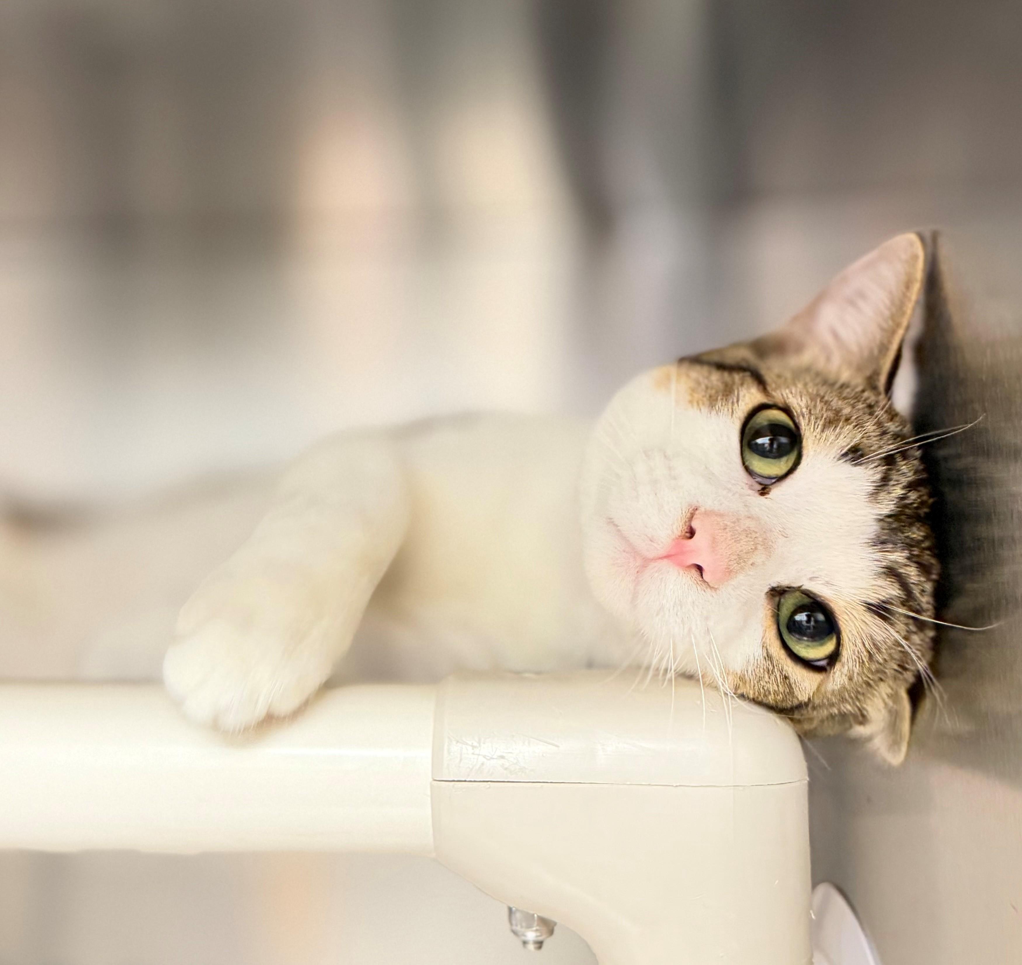 Enlarge Cyle Larin, an adoptable Domestic Short Hair in Hamilton, ON image 3/3