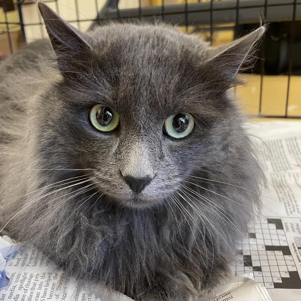 Enlarge Fabio, a ADOPTABLE Domestic Long Hair in Hudson, NY image 1/1