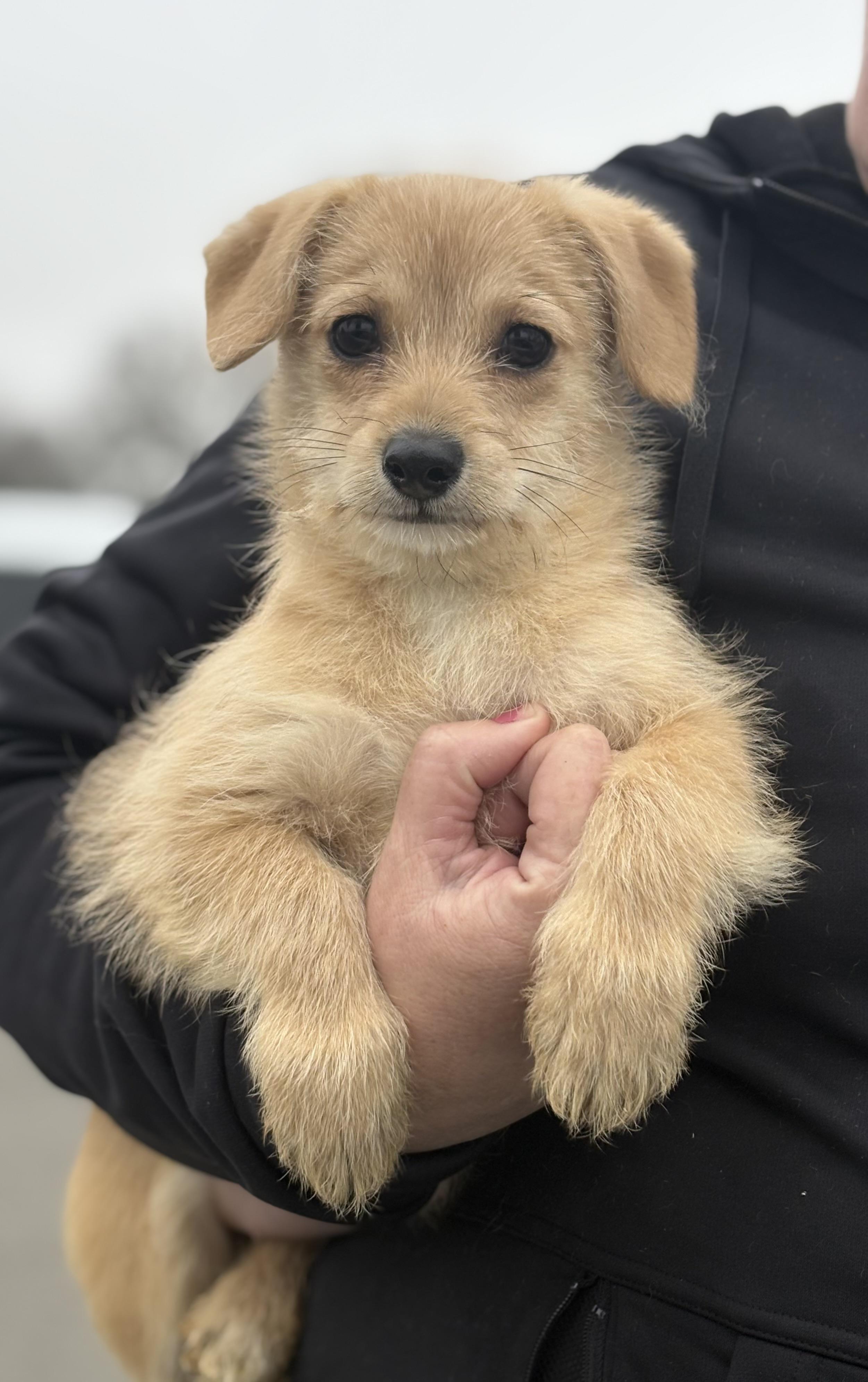 Enlarge Millie, an adopted mixed breed in Yuba City, CA image 3/4
