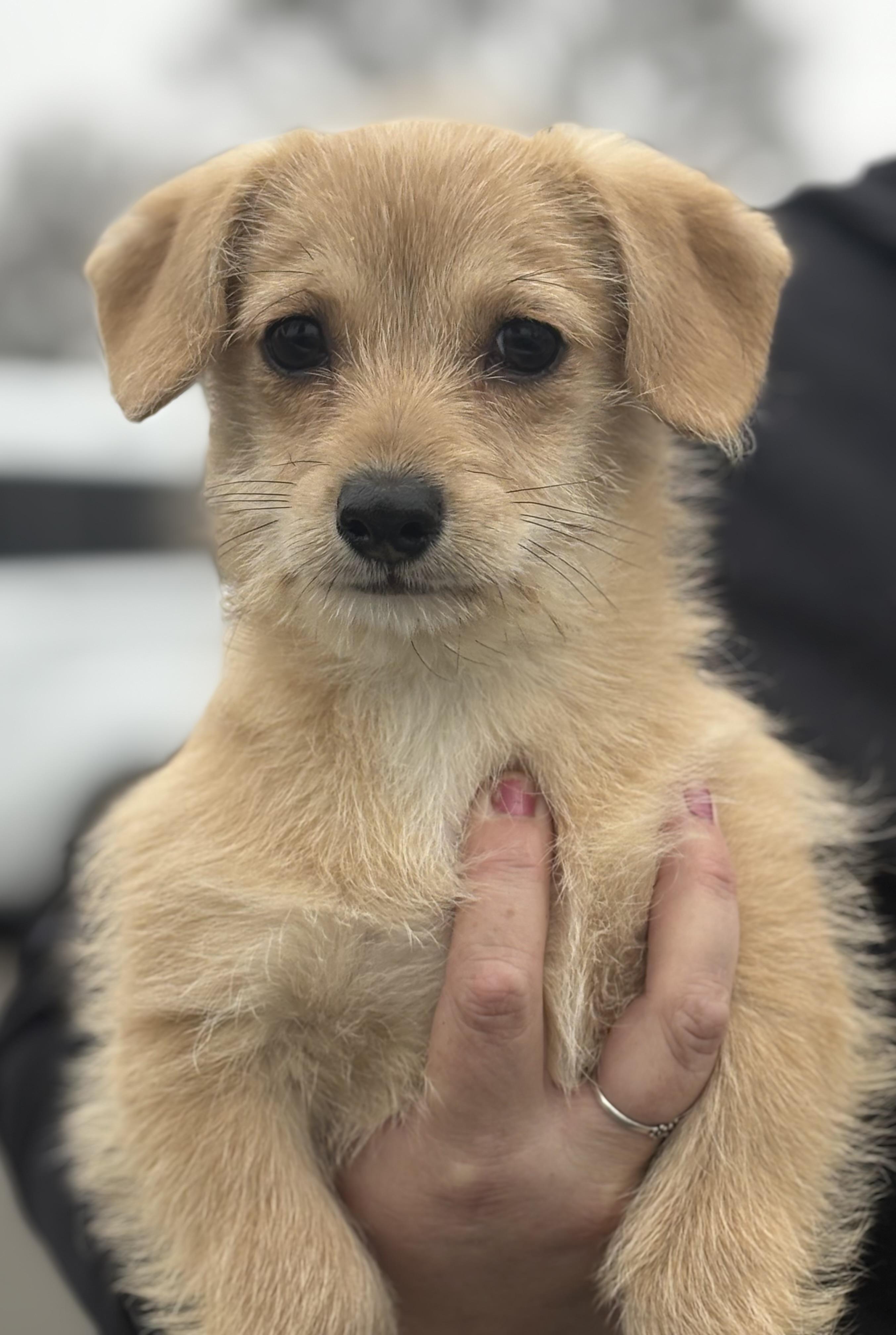 Enlarge Millie, an adopted mixed breed in Yuba City, CA image 4/4