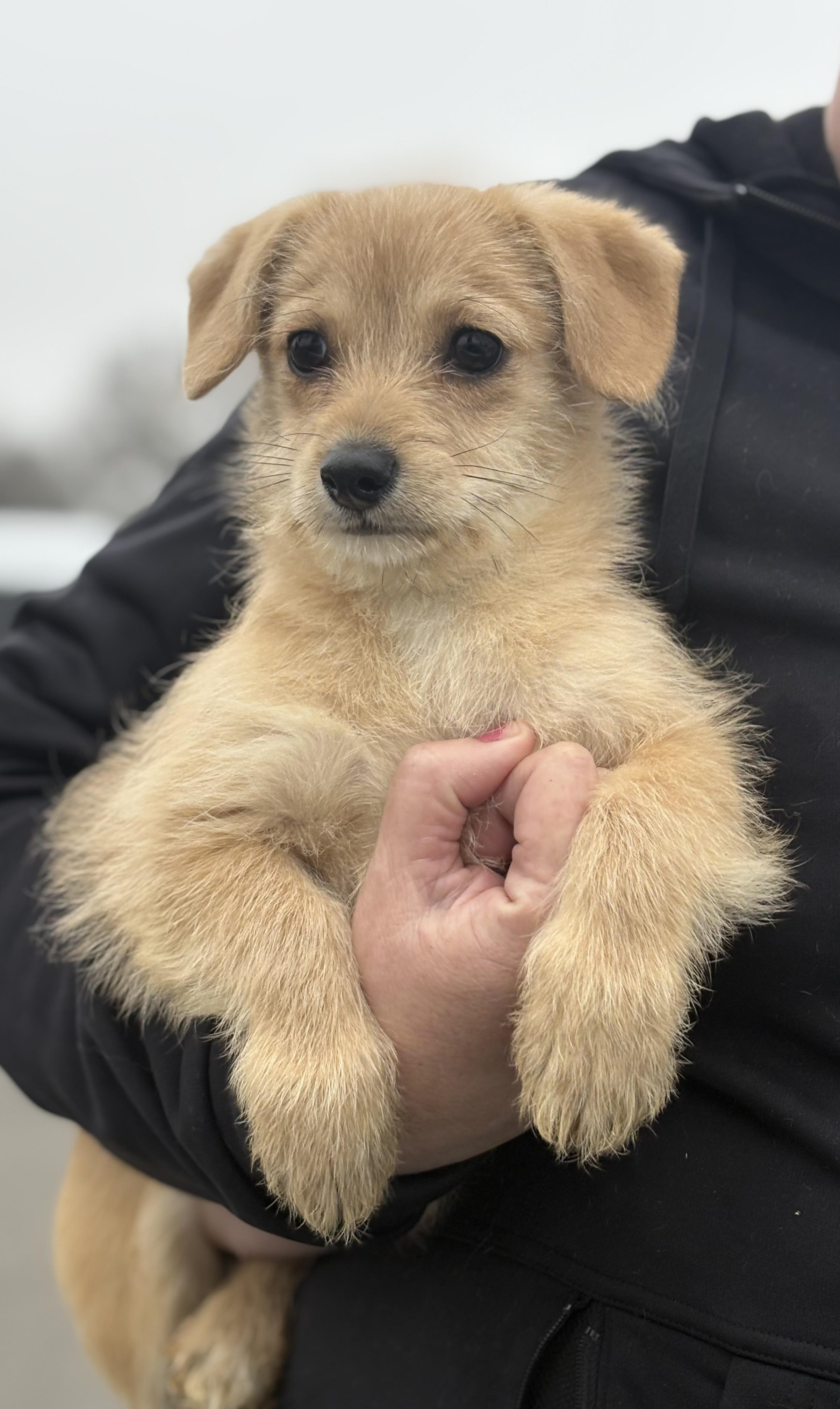 Enlarge Millie, an adopted mixed breed in Yuba City, CA image 2/4