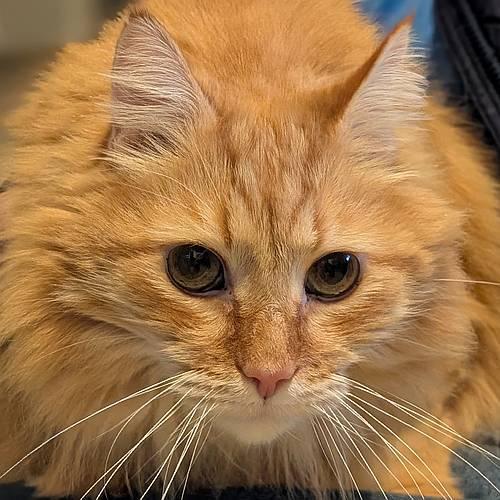 Enlarge JOE, an adoptable Domestic Long Hair in Sequim, WA image 1/5