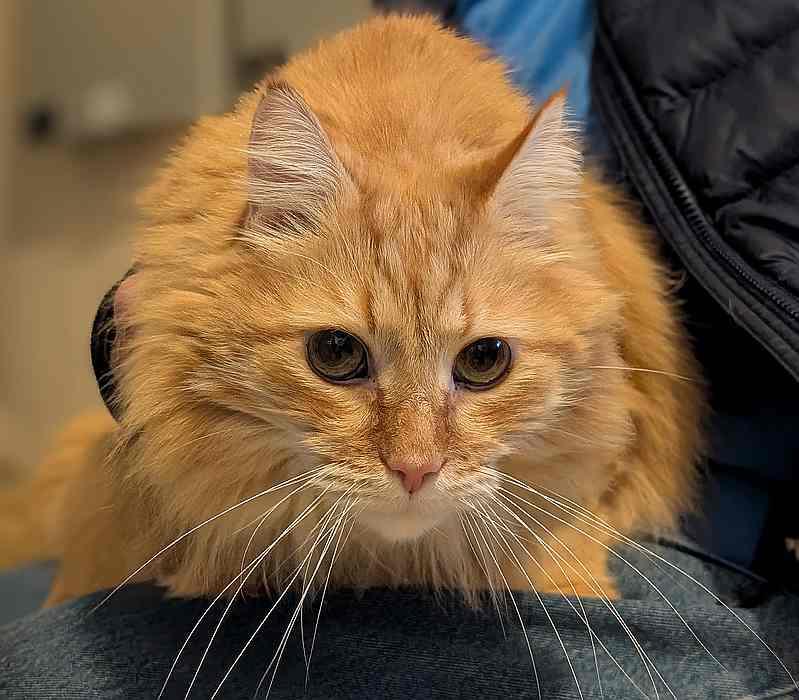 Enlarge JOE, an adoptable Domestic Long Hair in Sequim, WA image 2/5
