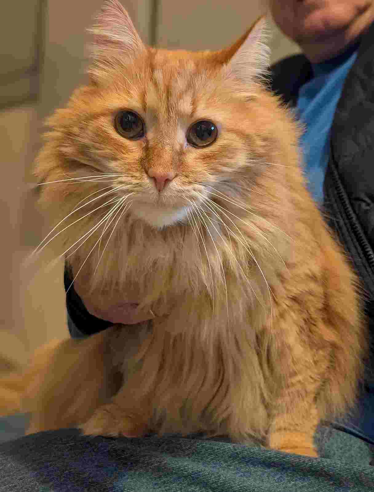 Enlarge JOE, an adoptable Domestic Long Hair in Sequim, WA image 3/5