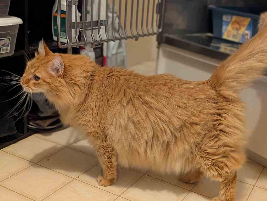 Enlarge JOE, an adoptable Domestic Long Hair in Sequim, WA image 4/5