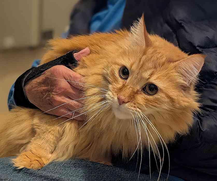 Enlarge JOE, an adoptable Domestic Long Hair in Sequim, WA image 5/5