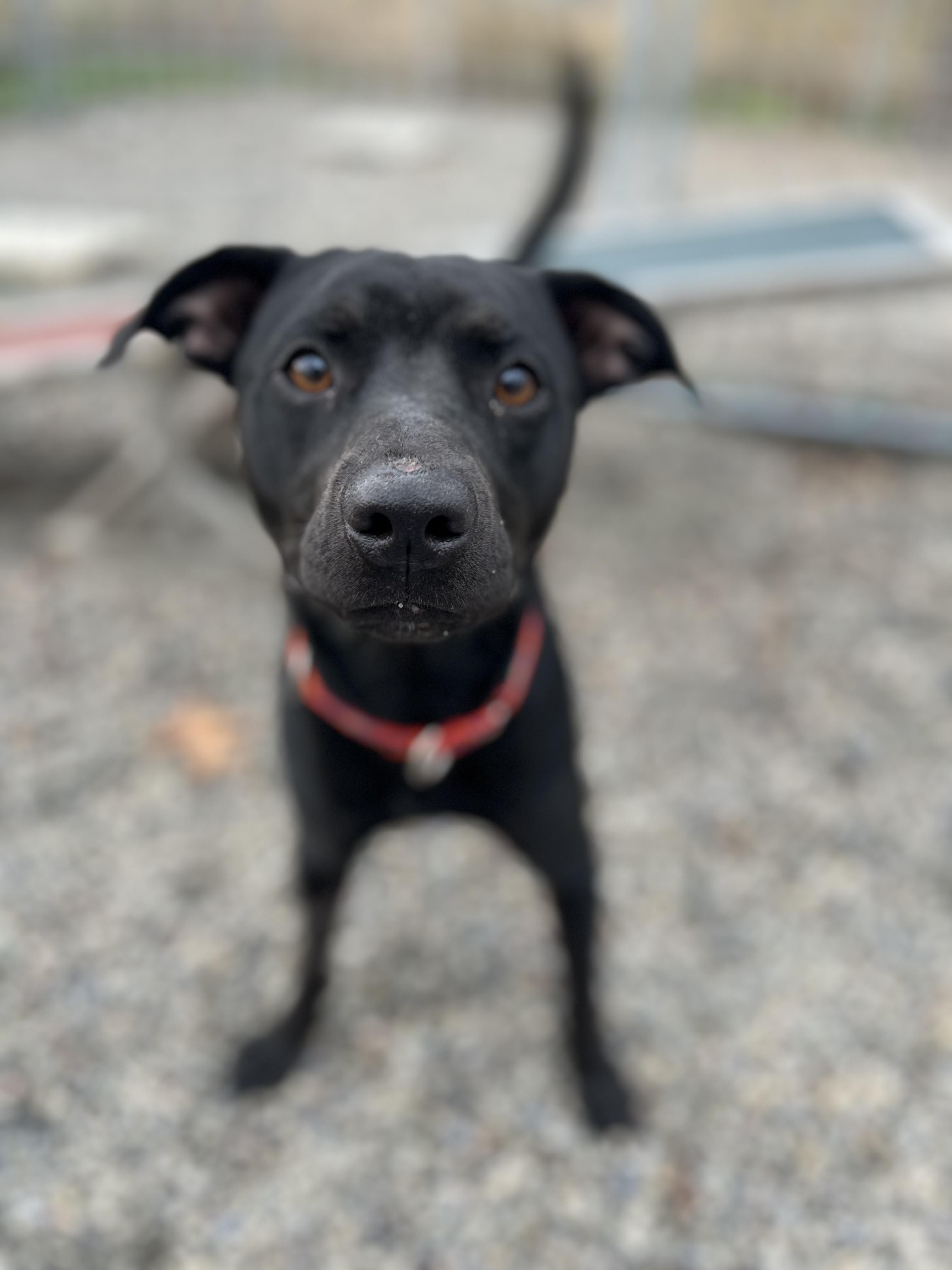 Enlarge Scotty, a ADOPTABLE mixed breed in Elmira, NY image 1/5