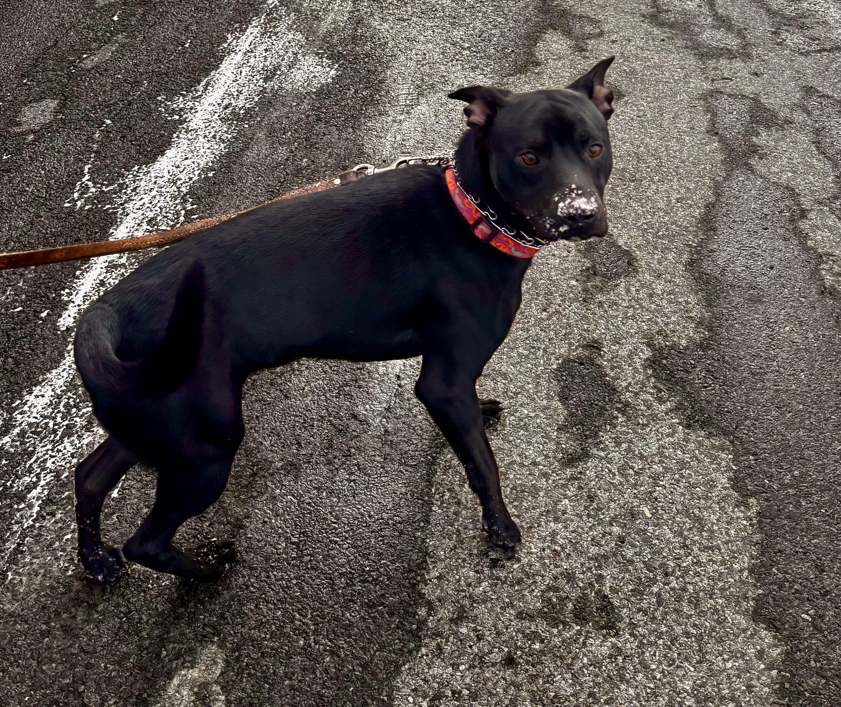 Enlarge Scotty, a ADOPTABLE mixed breed in Elmira, NY image 2/5