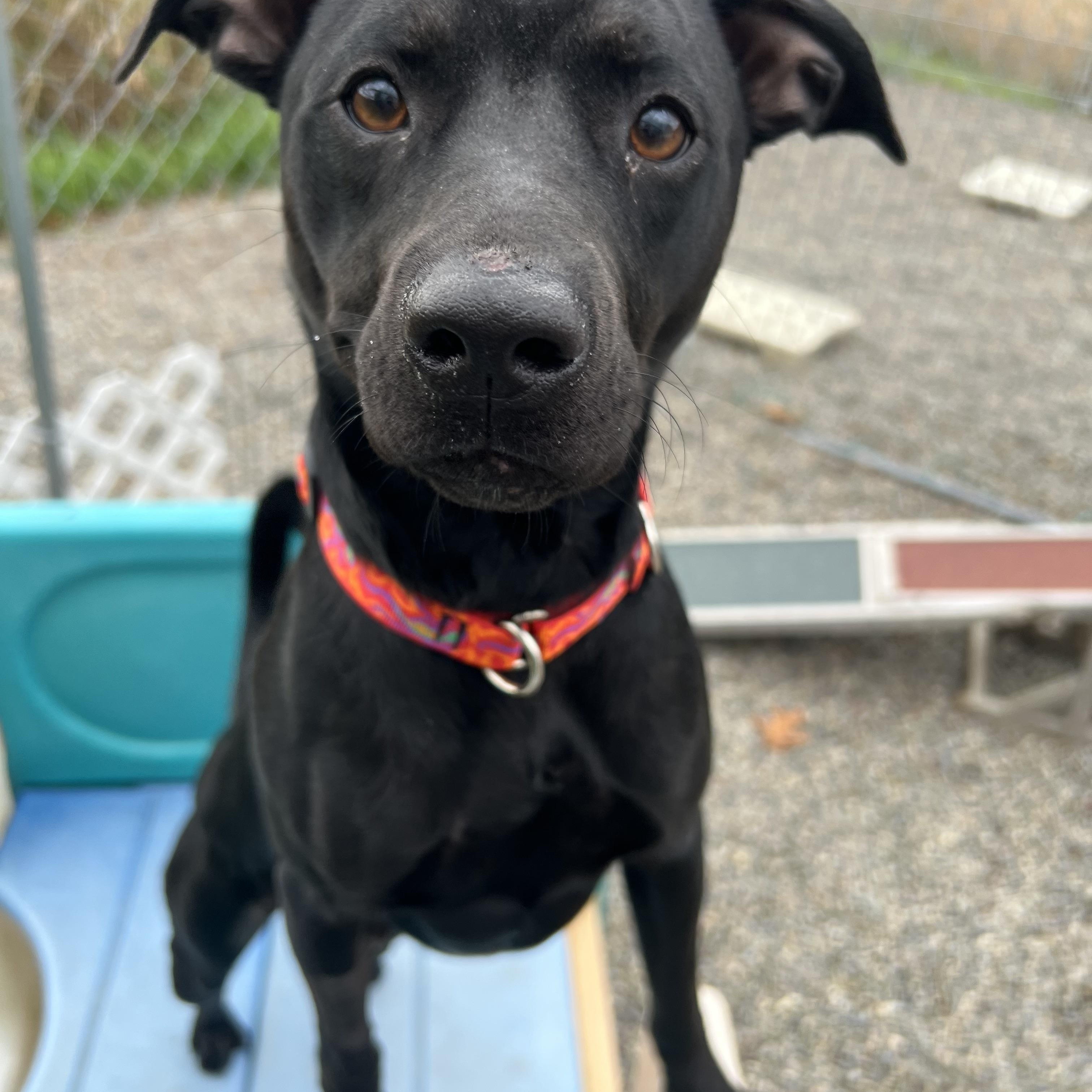 Enlarge Scotty, a ADOPTABLE mixed breed in Elmira, NY image 3/5