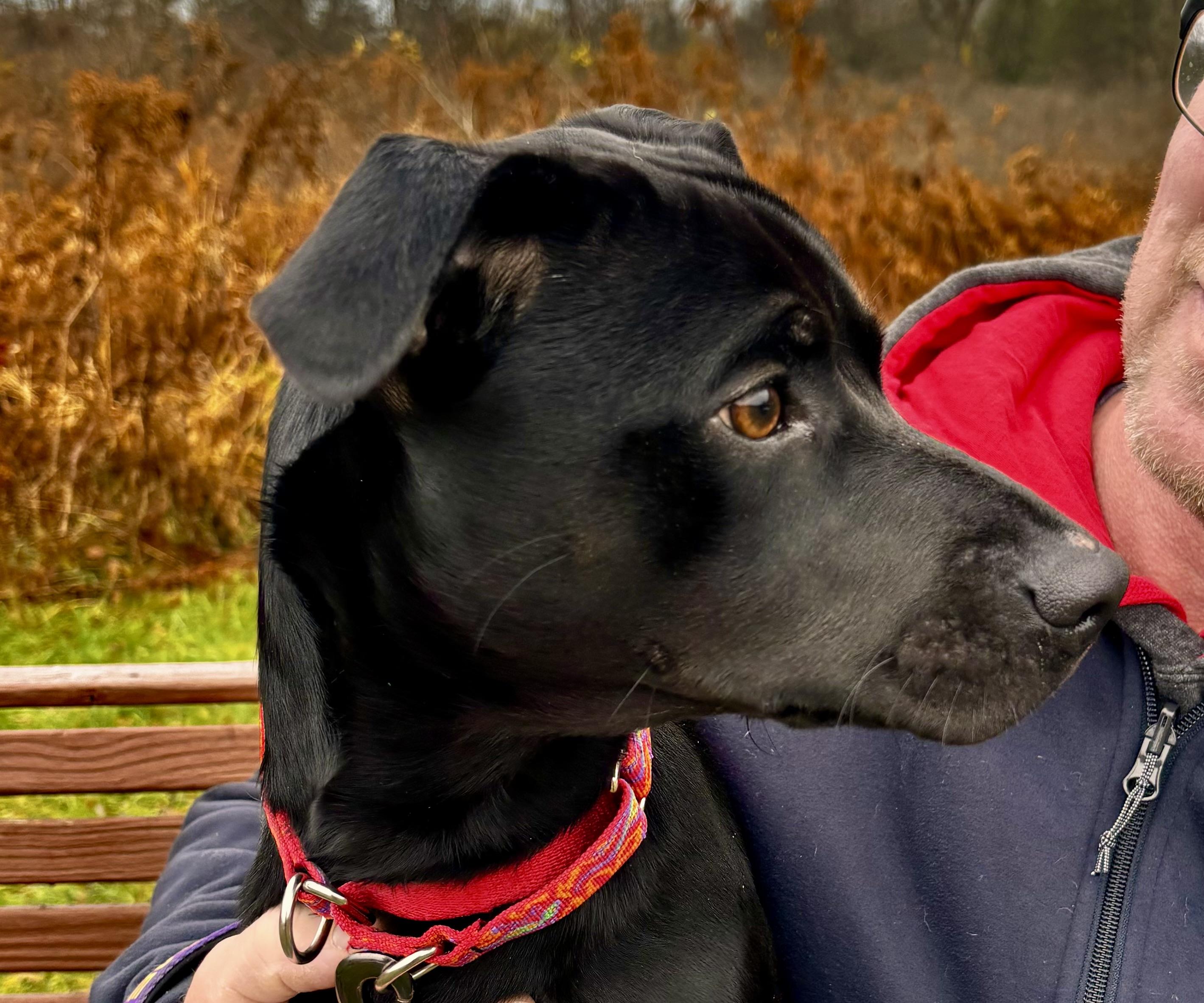 Enlarge Scotty, a ADOPTABLE mixed breed in Elmira, NY image 4/5