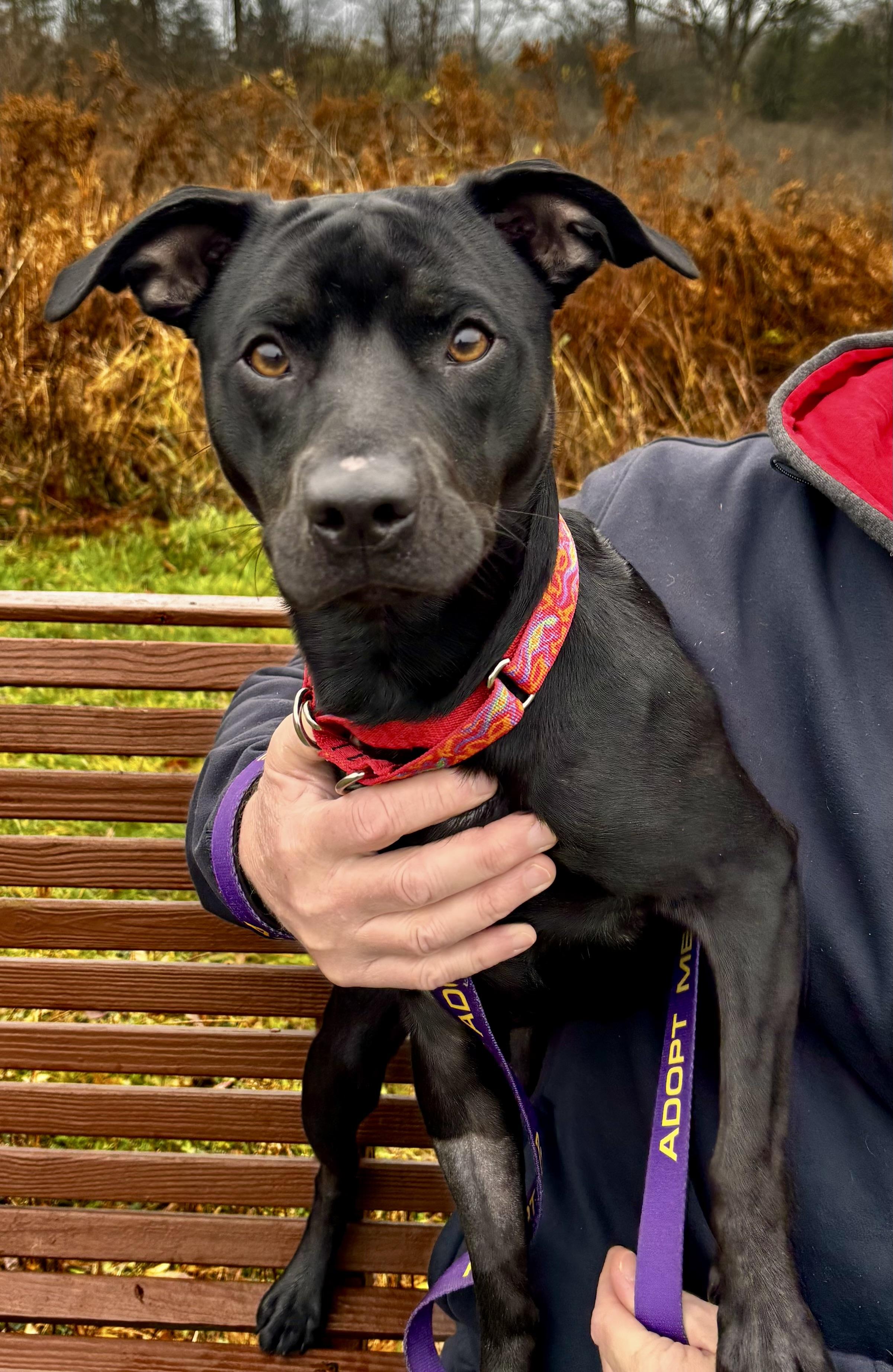 Enlarge Scotty, a ADOPTABLE mixed breed in Elmira, NY image 5/5