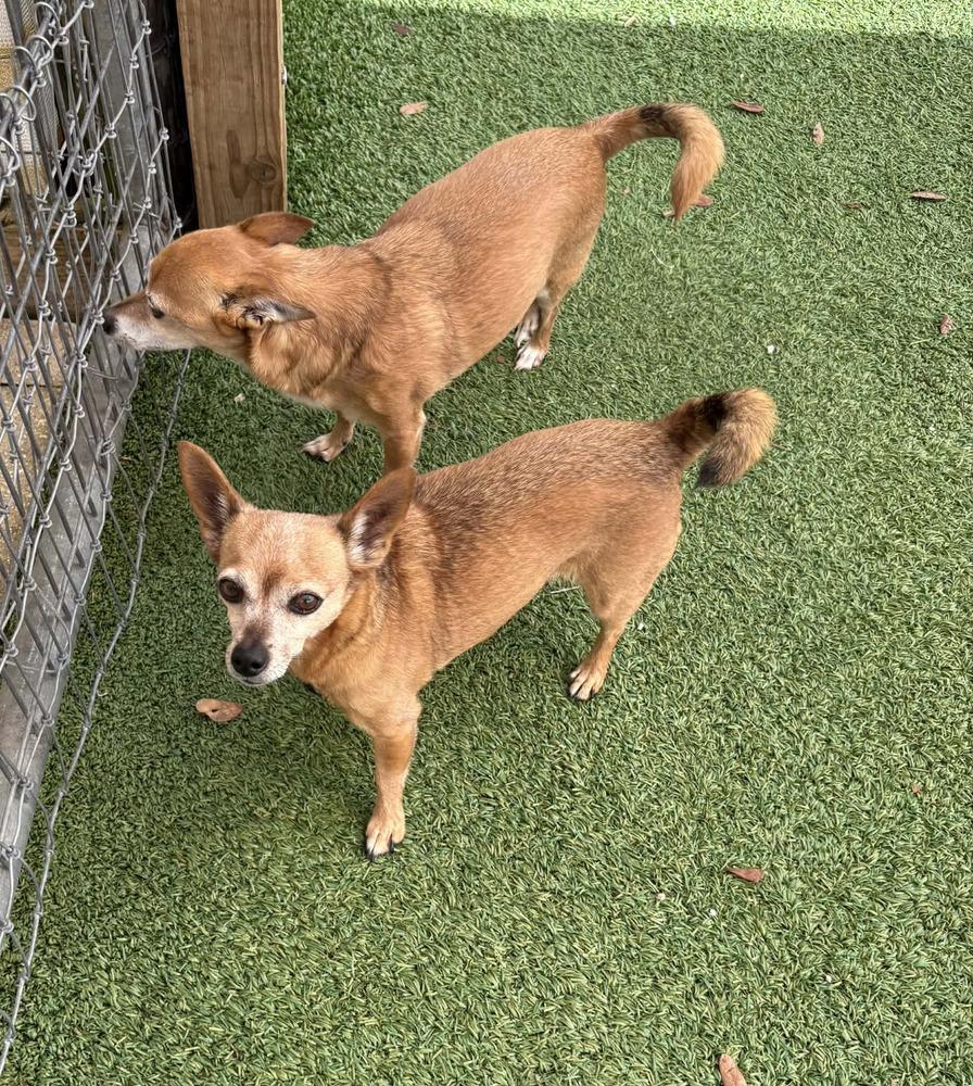 Enlarge Bud Man and Snatchie, a Adoptable mixed breed in Winter Garden, FL image 1/5