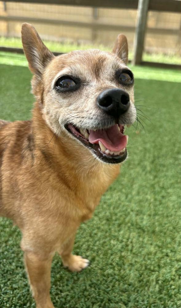 Enlarge Bud Man and Snatchie, a Adoptable mixed breed in Winter Garden, FL image 2/5