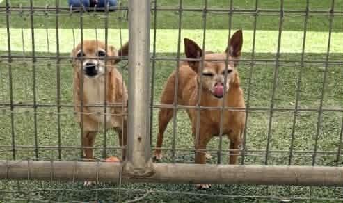Enlarge Bud Man and Snatchie, a Adoptable mixed breed in Winter Garden, FL image 3/5