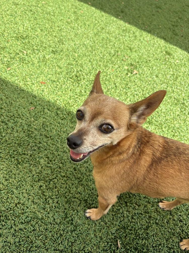 Enlarge Bud Man and Snatchie, a Adoptable mixed breed in Winter Garden, FL image 4/5