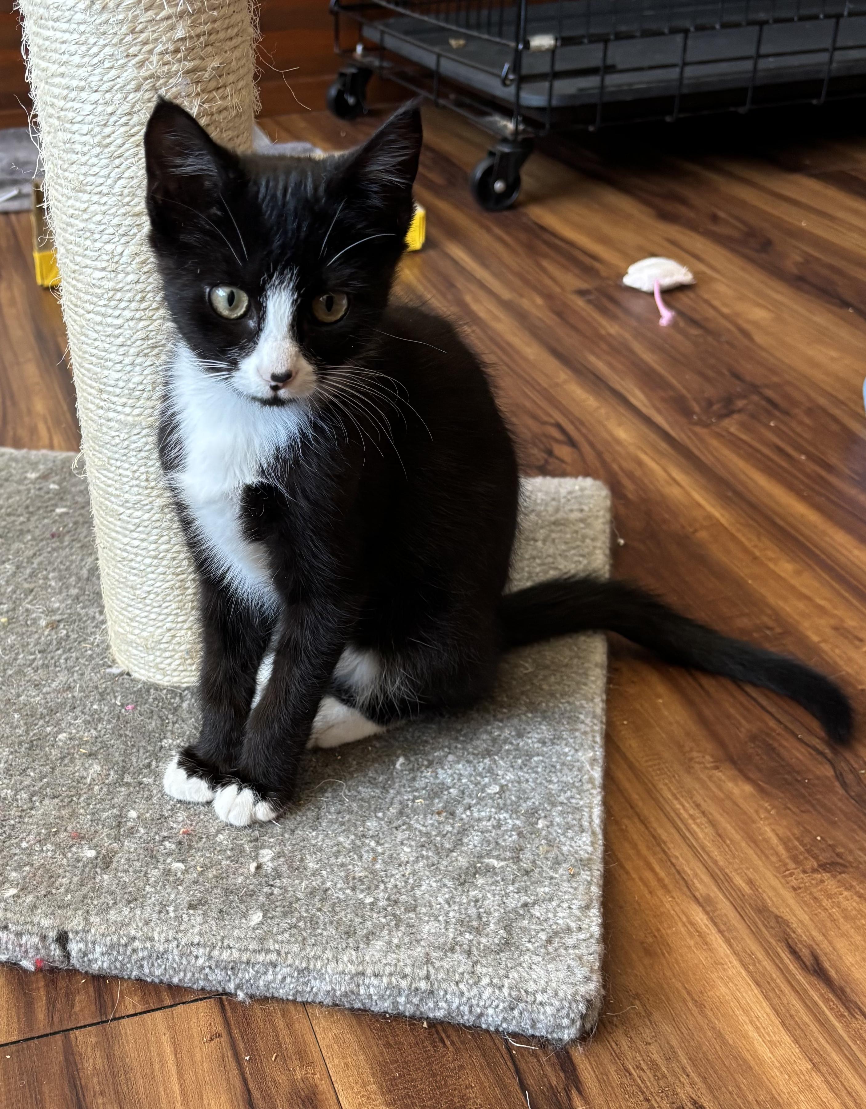 Enlarge Quill, an adoptable Domestic Short Hair in Tillamook, OR image 5/6