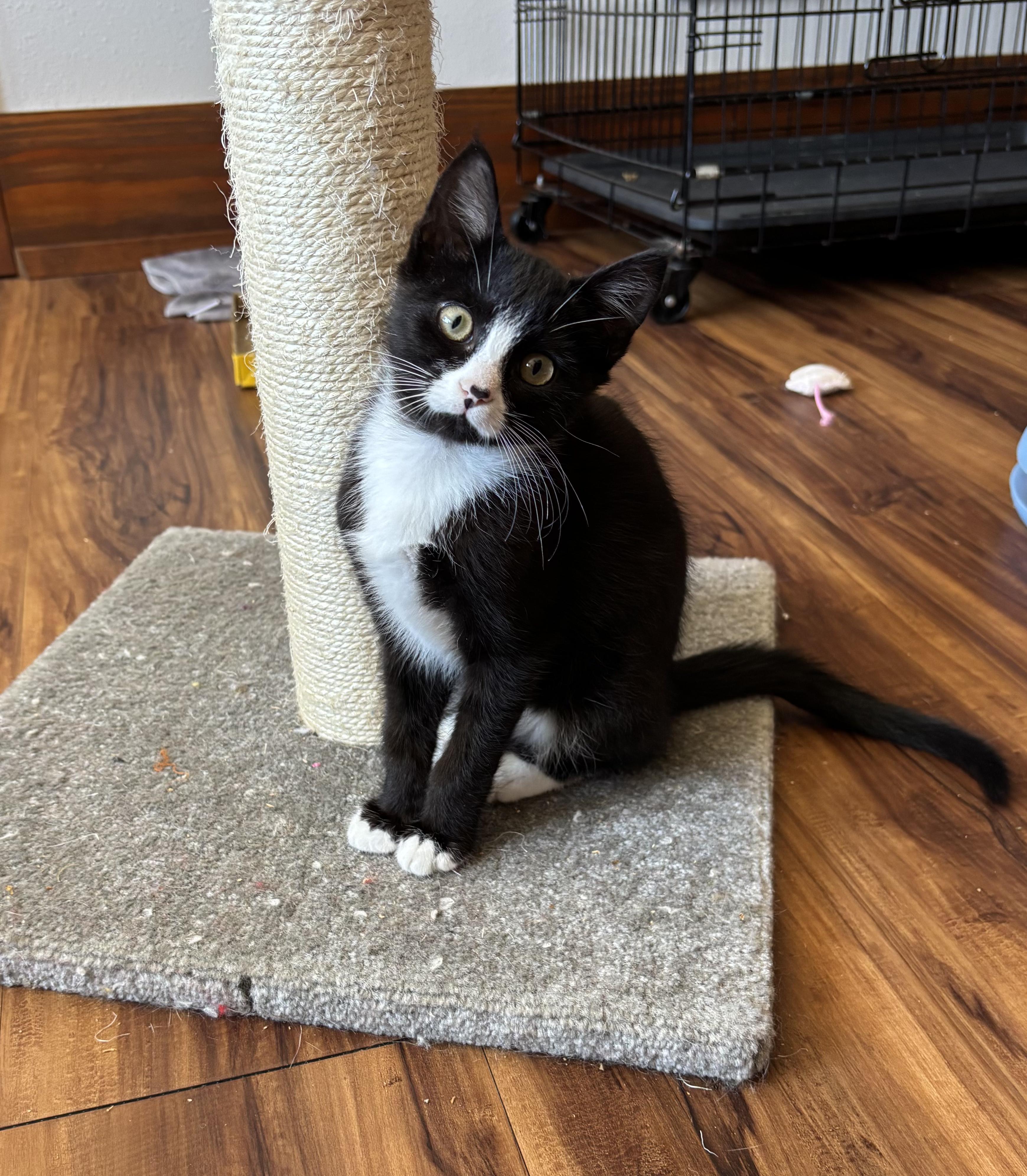 Quill, adoptable, Young Male Domestic Short Hair.