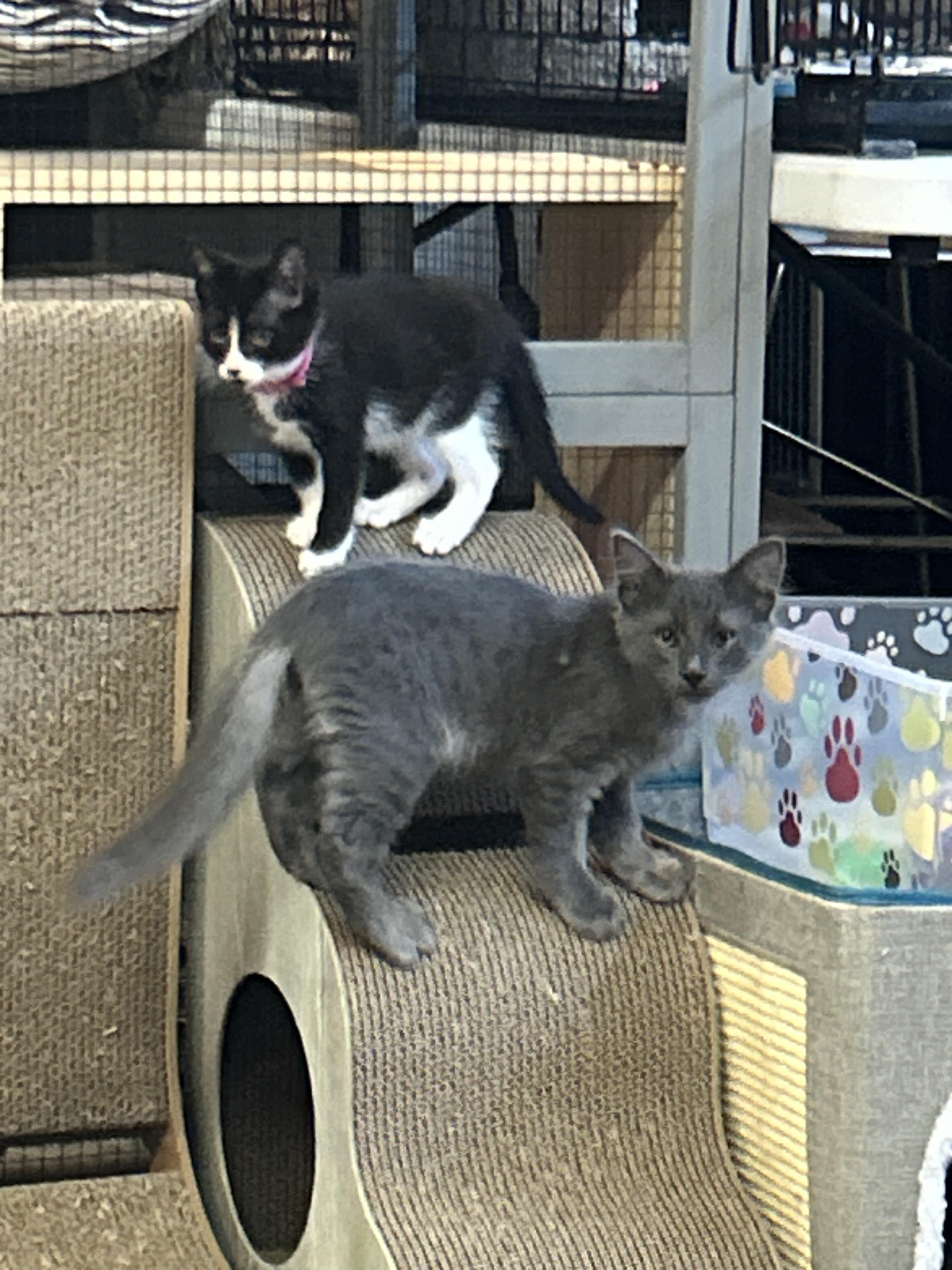 Enlarge Quill, an adoptable Domestic Short Hair in Tillamook, OR image 2/6