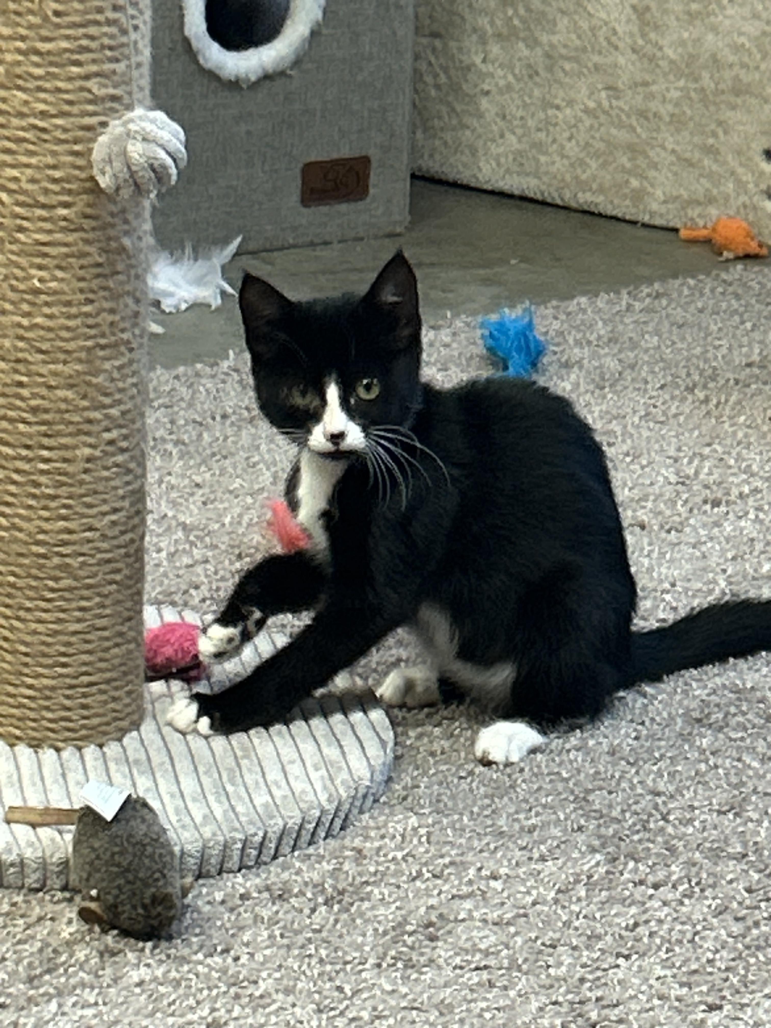 Enlarge Quill, an adoptable Domestic Short Hair in Tillamook, OR image 3/6