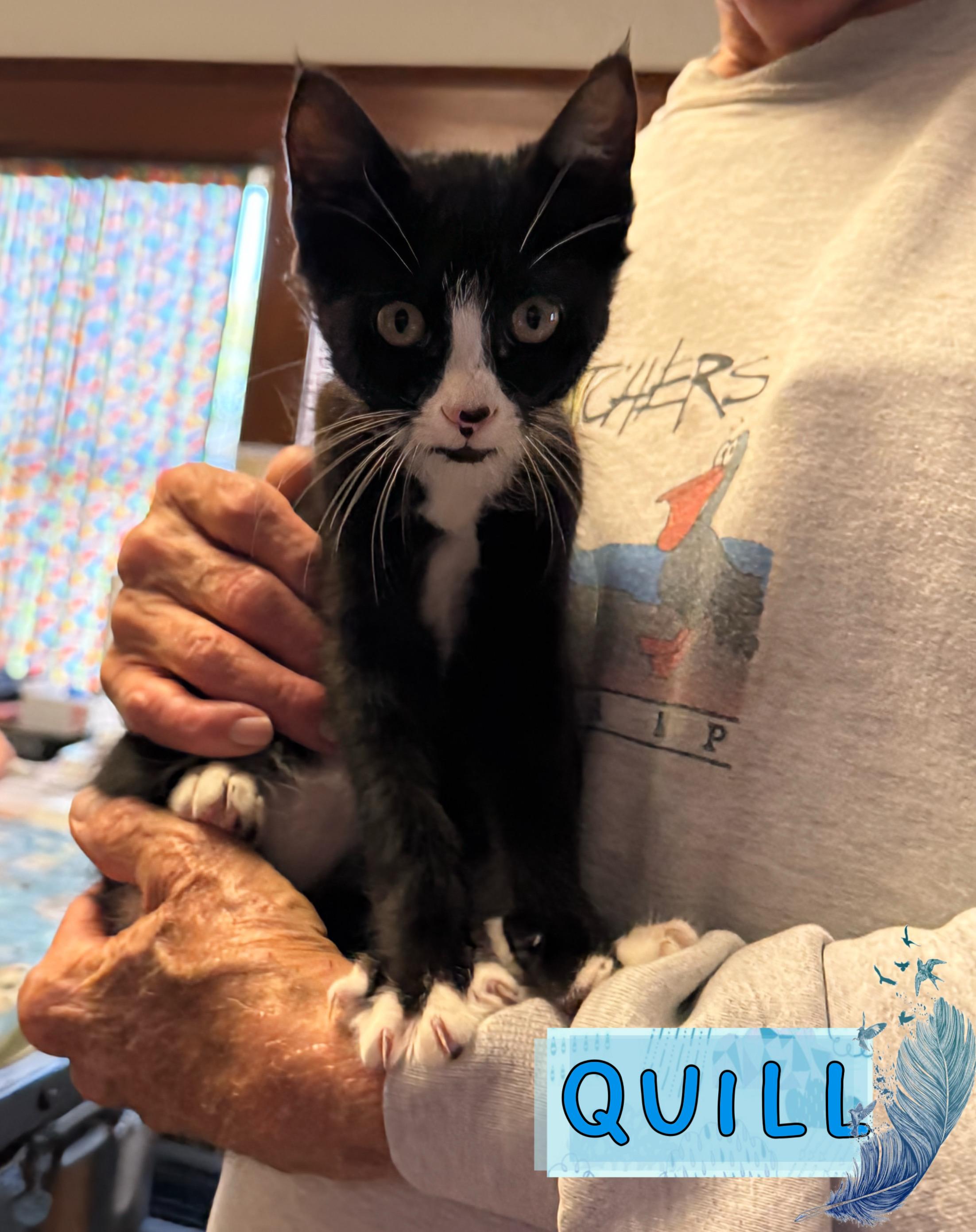 Enlarge Quill, an adoptable Domestic Short Hair in Tillamook, OR image 6/6
