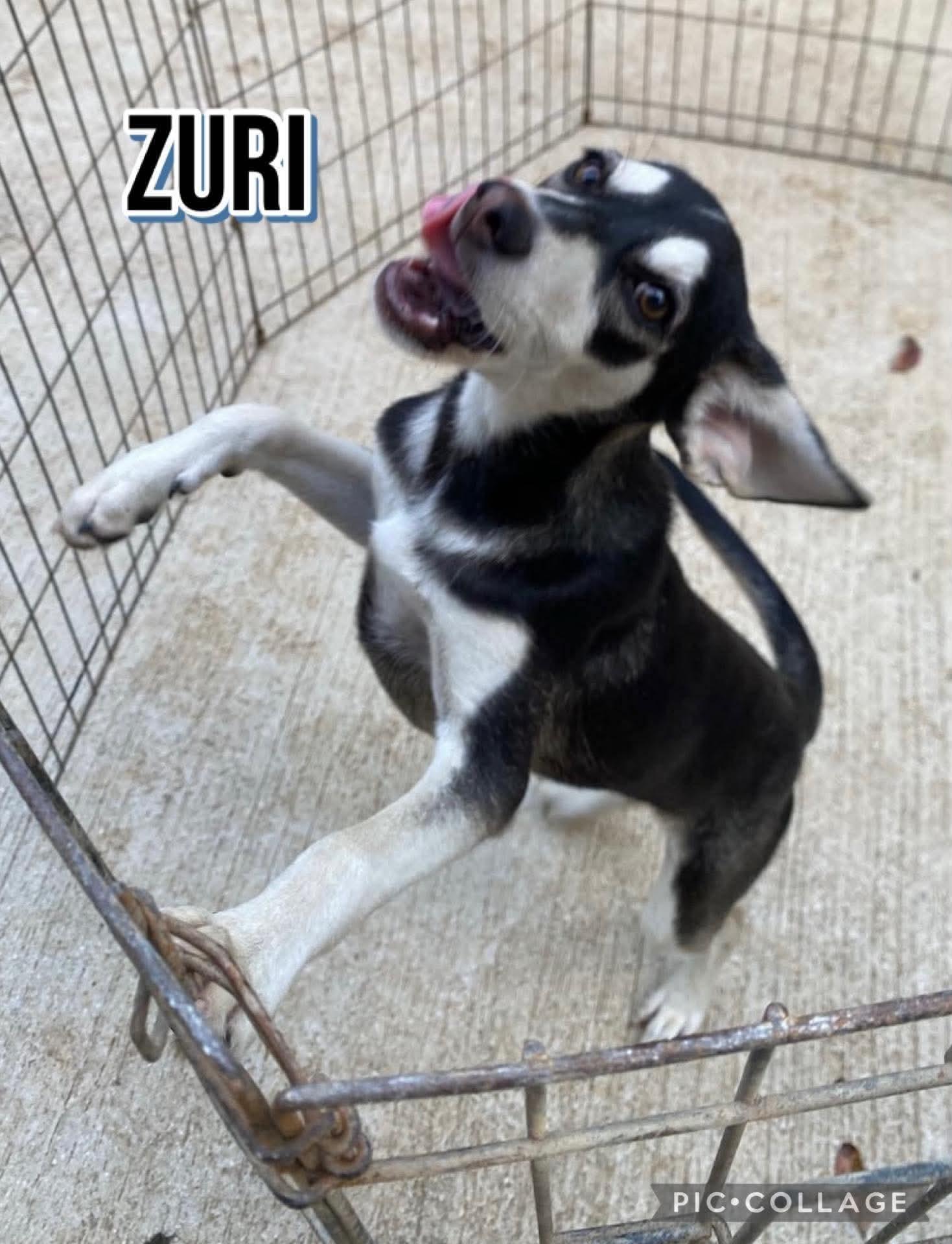 Zuri, ADOPTABLE, Young Female Labrador Retriever.