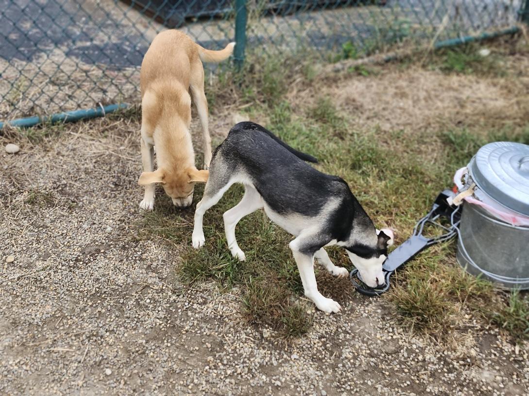 Enlarge Zuri, a Adopted mixed breed in Milford, NH image 5/6