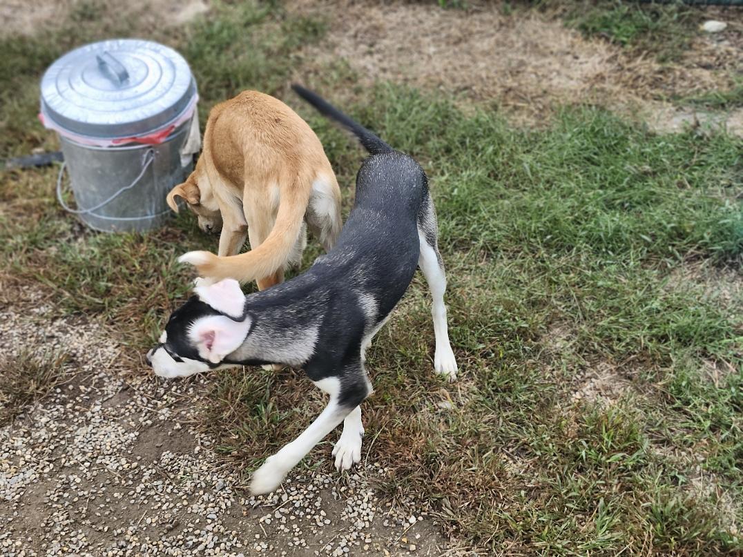 Enlarge Zuri, a Adopted mixed breed in Milford, NH image 4/6