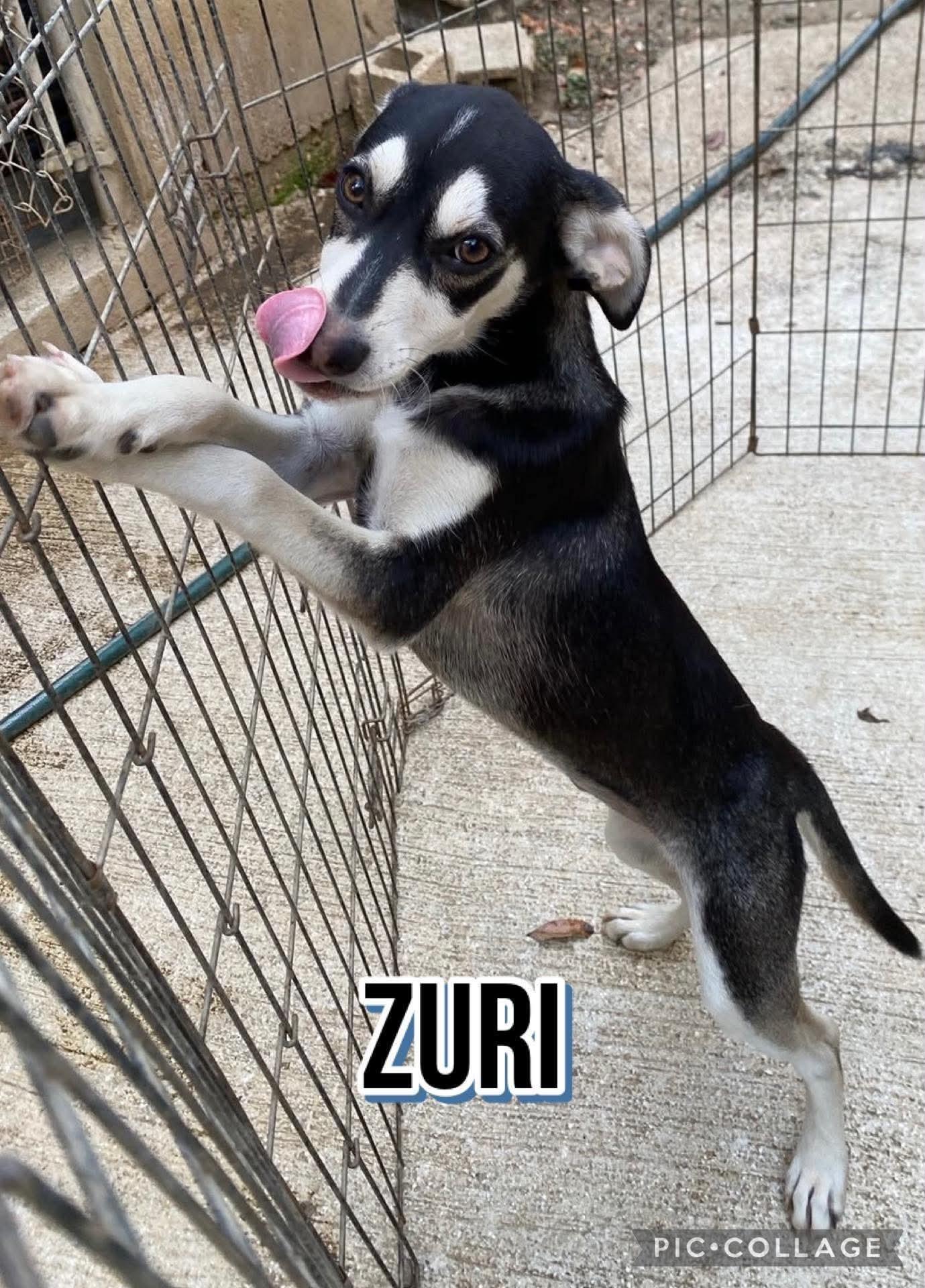 Enlarge Zuri, a ADOPTABLE mixed breed in Milford, NH image 3/3