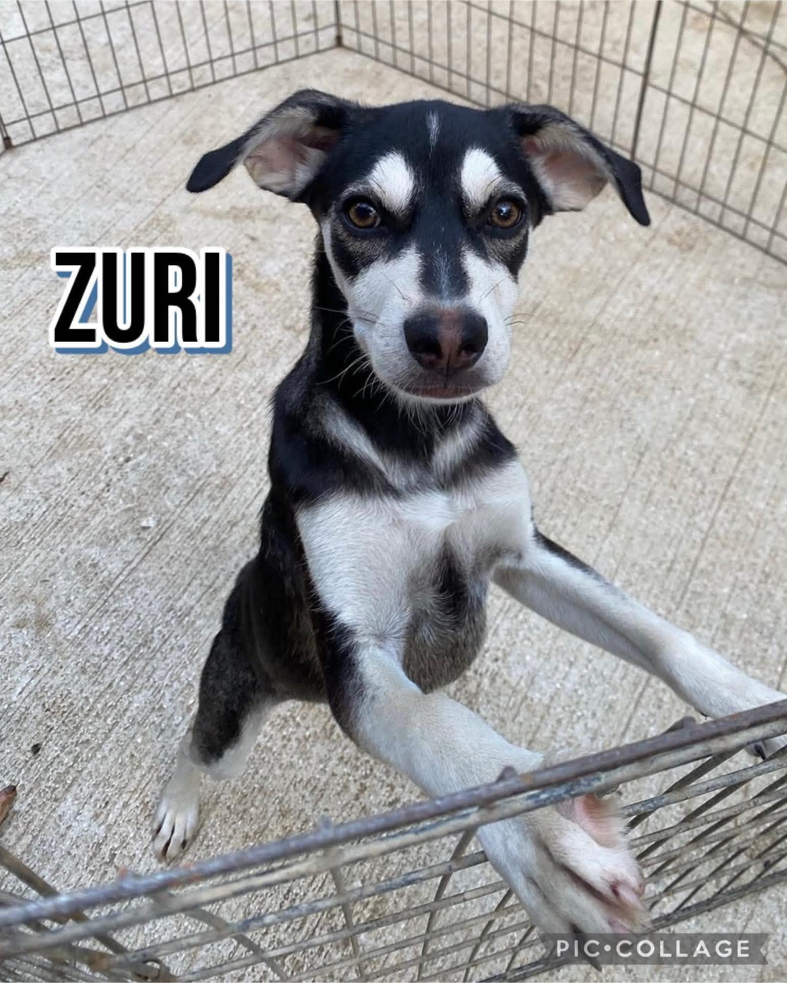 Enlarge Zuri, a ADOPTABLE mixed breed in Milford, NH image 2/3