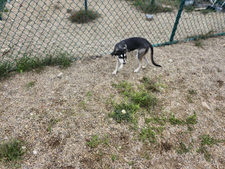 Enlarge Zuri, a Adopted mixed breed in Milford, NH image 6/6