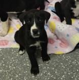 Lina, ADOPTABLE, Young Female Mixed Breed.