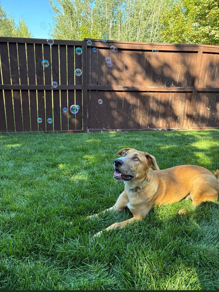 ⛏️ Copper ⛏️, Adoptable, Adult Male Shepherd.