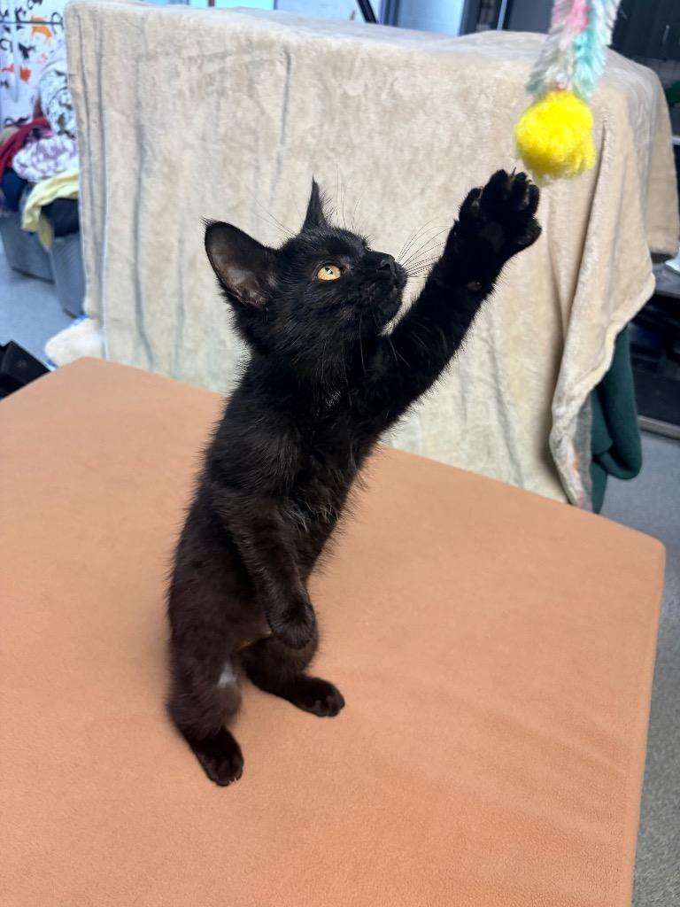 Enlarge White Claw, a Adoptable mixed breed in Huntington, IN image 1/2