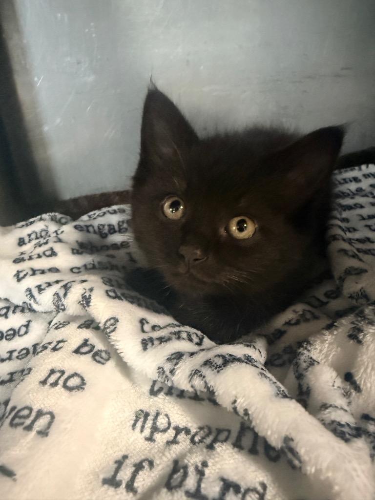 Enlarge White Claw, a Adoptable mixed breed in Huntington, IN image 2/2