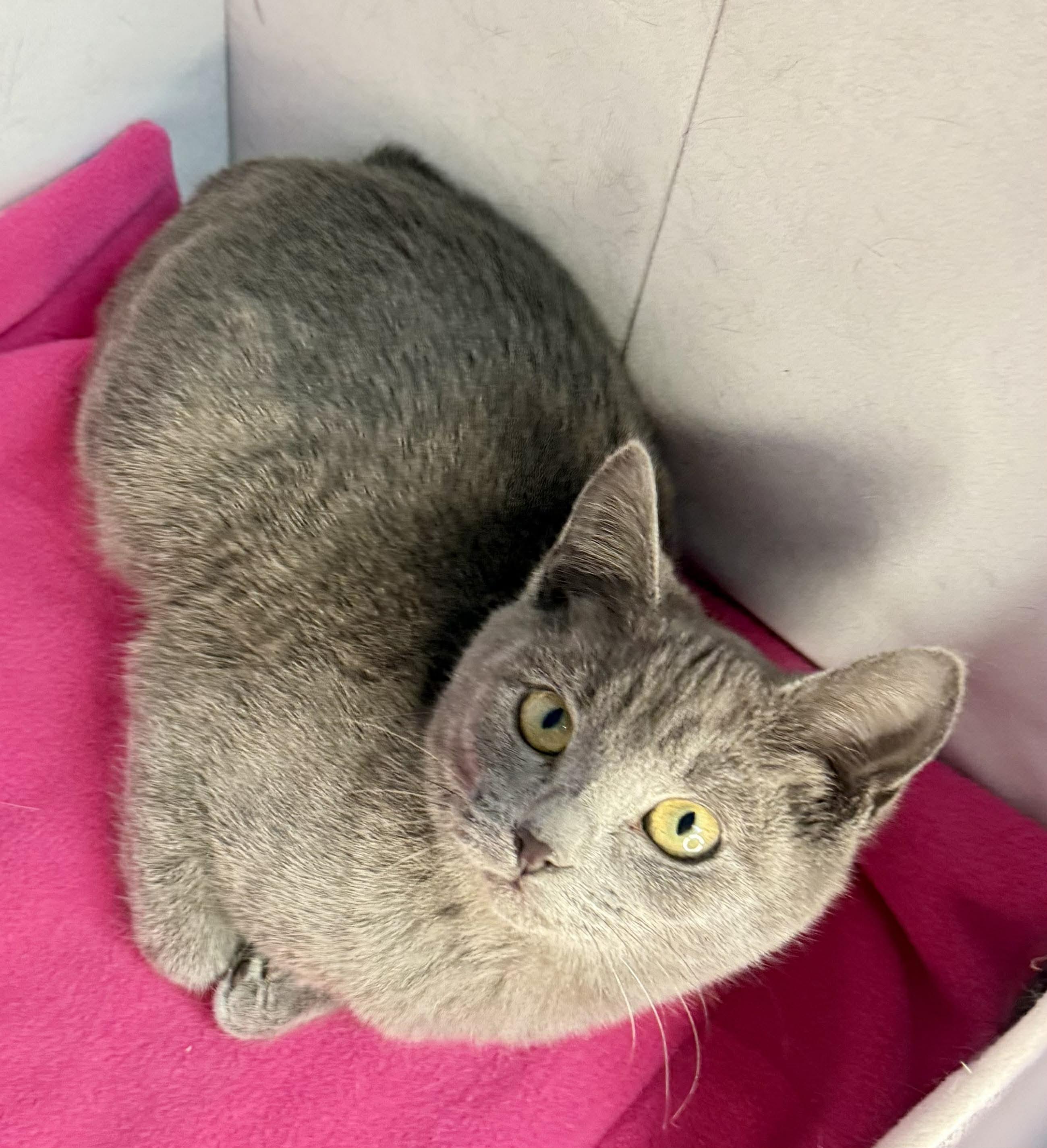 Enlarge  Honeymaren - Playful and affectionate, a Adoptable mixed breed in Muskego, WI image 3/6