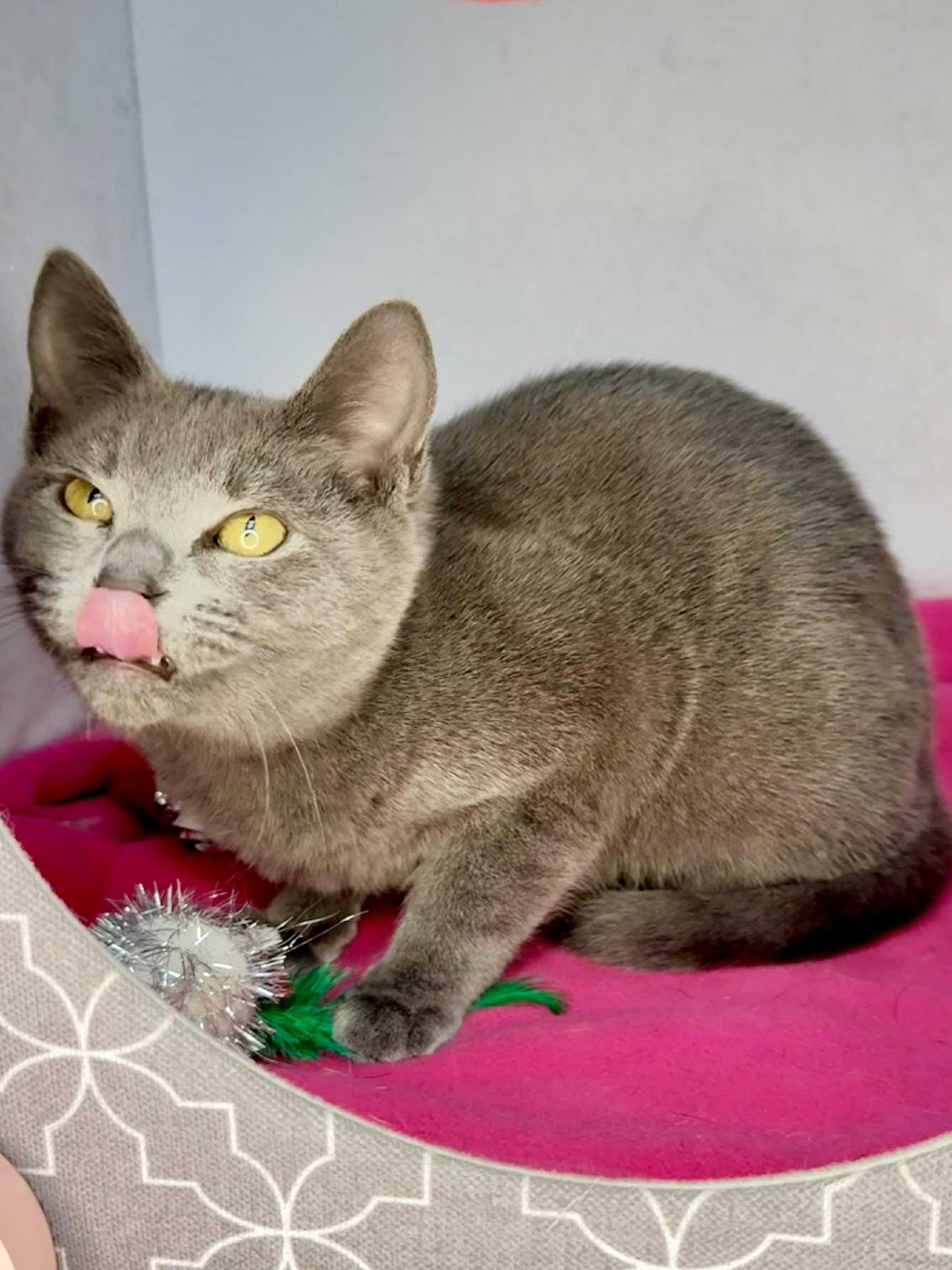 Enlarge  Honeymaren - Playful and affectionate, a Adoptable mixed breed in Muskego, WI image 4/6