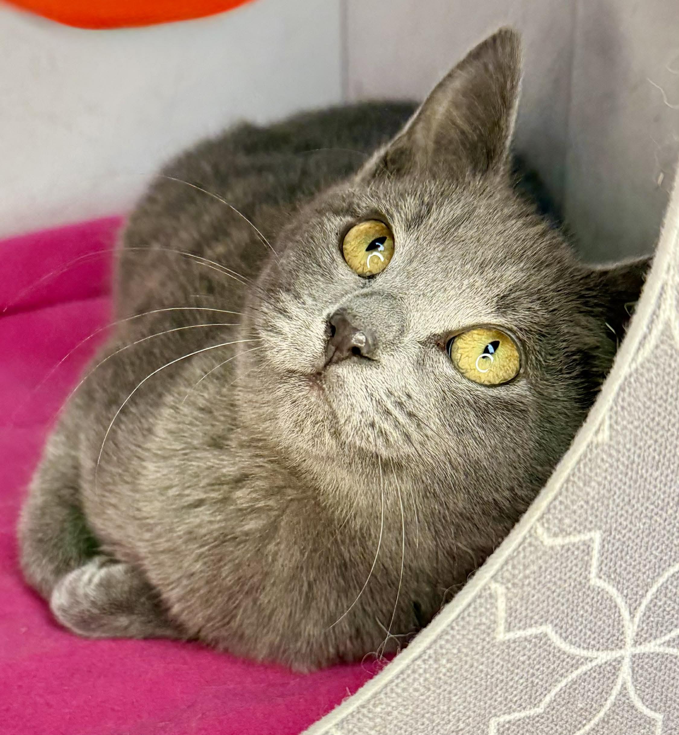 Enlarge  Honeymaren - Playful and affectionate, a Adoptable mixed breed in Muskego, WI image 1/6