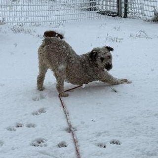 Enlarge Lambkin, a Adoptable mixed breed in Driggs, ID image 3/3