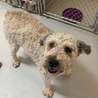 Lambkin, Adoptable, Adult Male Mixed Breed.