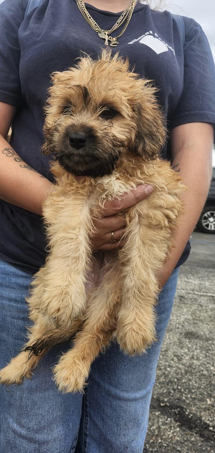 Enlarge Suede, a Adoptable mixed breed in Torrance, CA image 2/2