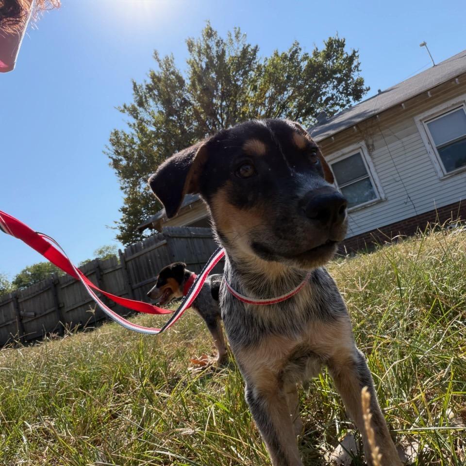 Enlarge Rain, a Adoptable Australian Cattle Dog / Blue Heeler in Okmulgee, OK image 1/1