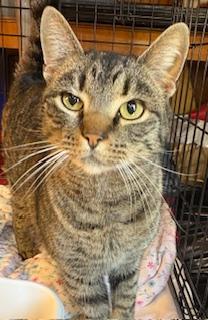 Angelina 2 years AVAIL 1/22, Adoptable, Young Female Domestic Short Hair.
