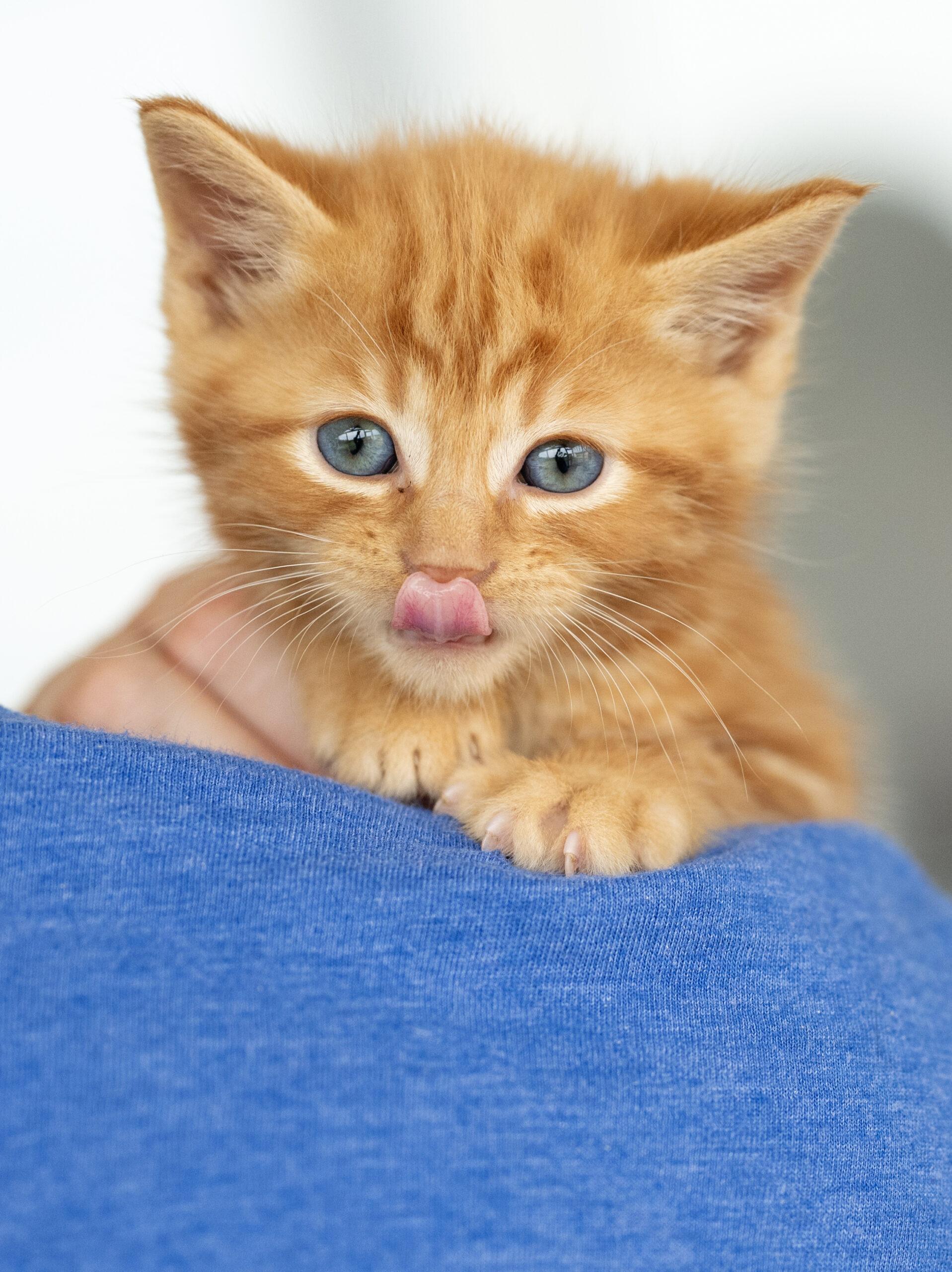 Cheeto, a Adopted Domestic Short Hair in Chapel Hill, NC image 1/2