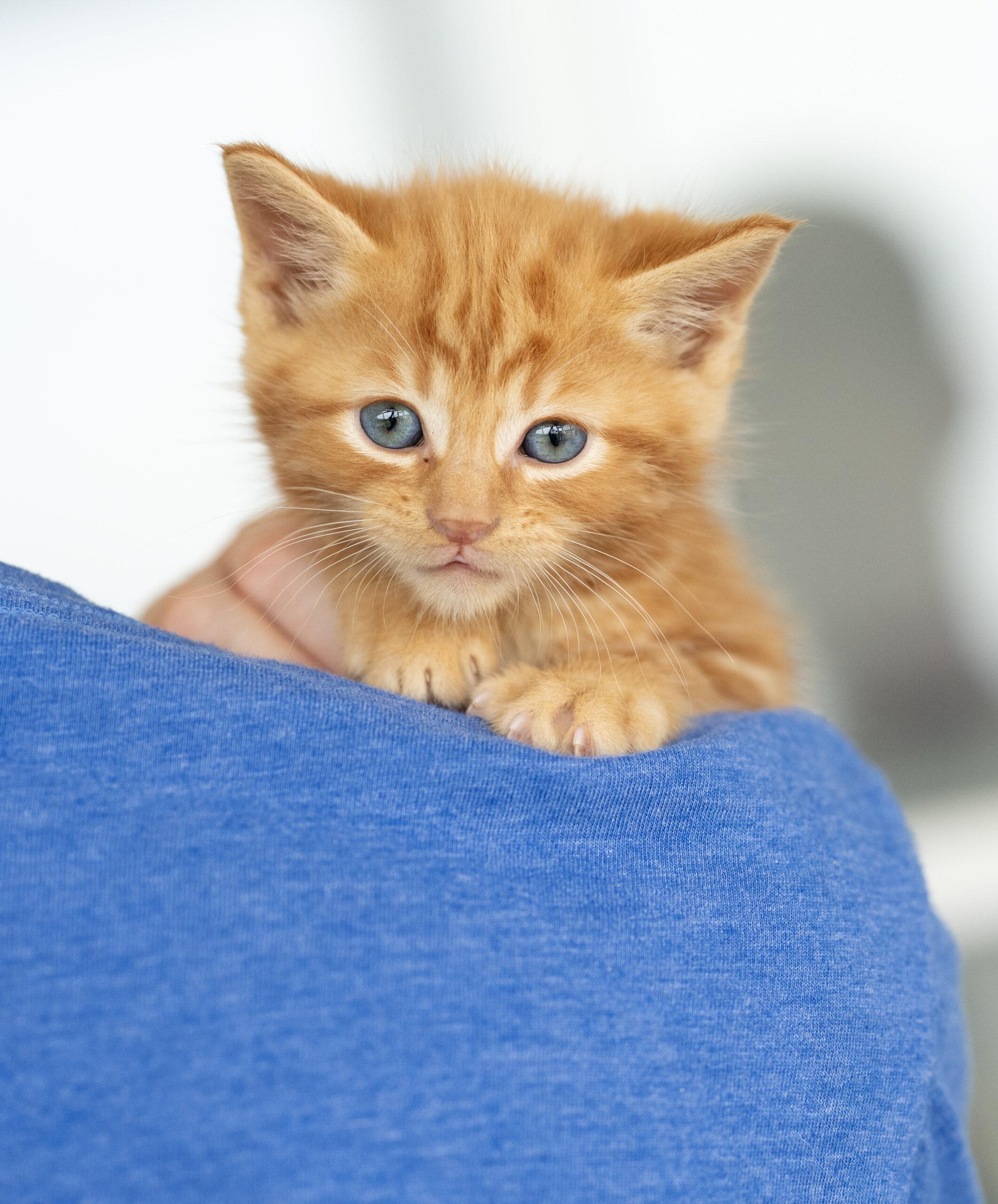 Cheeto, a Adopted Domestic Short Hair in Chapel Hill, NC image 2/2