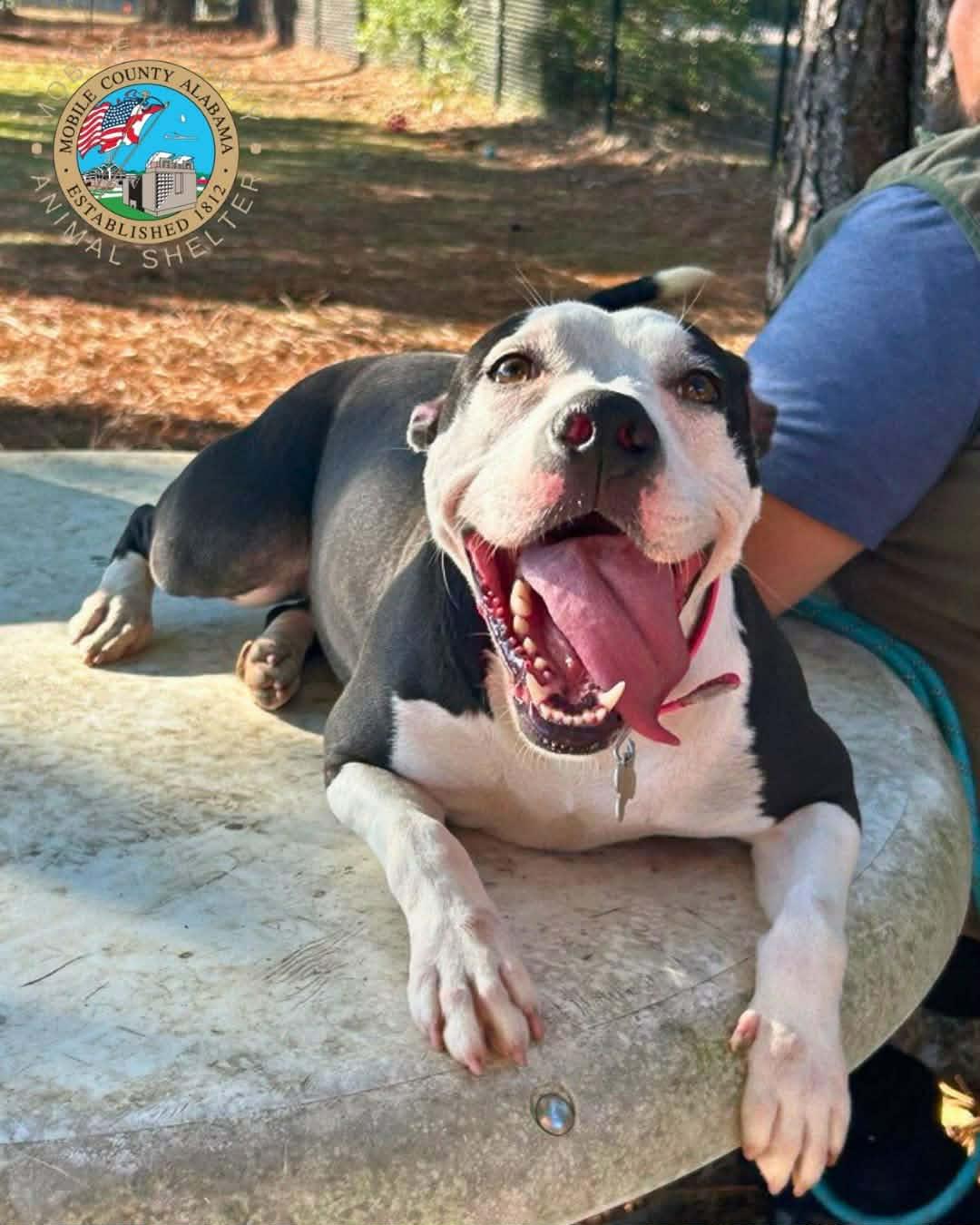 Enlarge Wendy, a Adoptable mixed breed in Cumberland, RI image 3/3