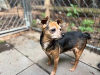 Peanut, adopted, Adult Female Mixed Breed.