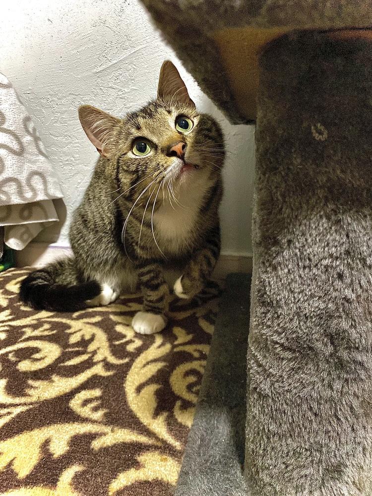 Enlarge Robbie, a Adopted mixed breed in Forest Knolls, CA image 1/6