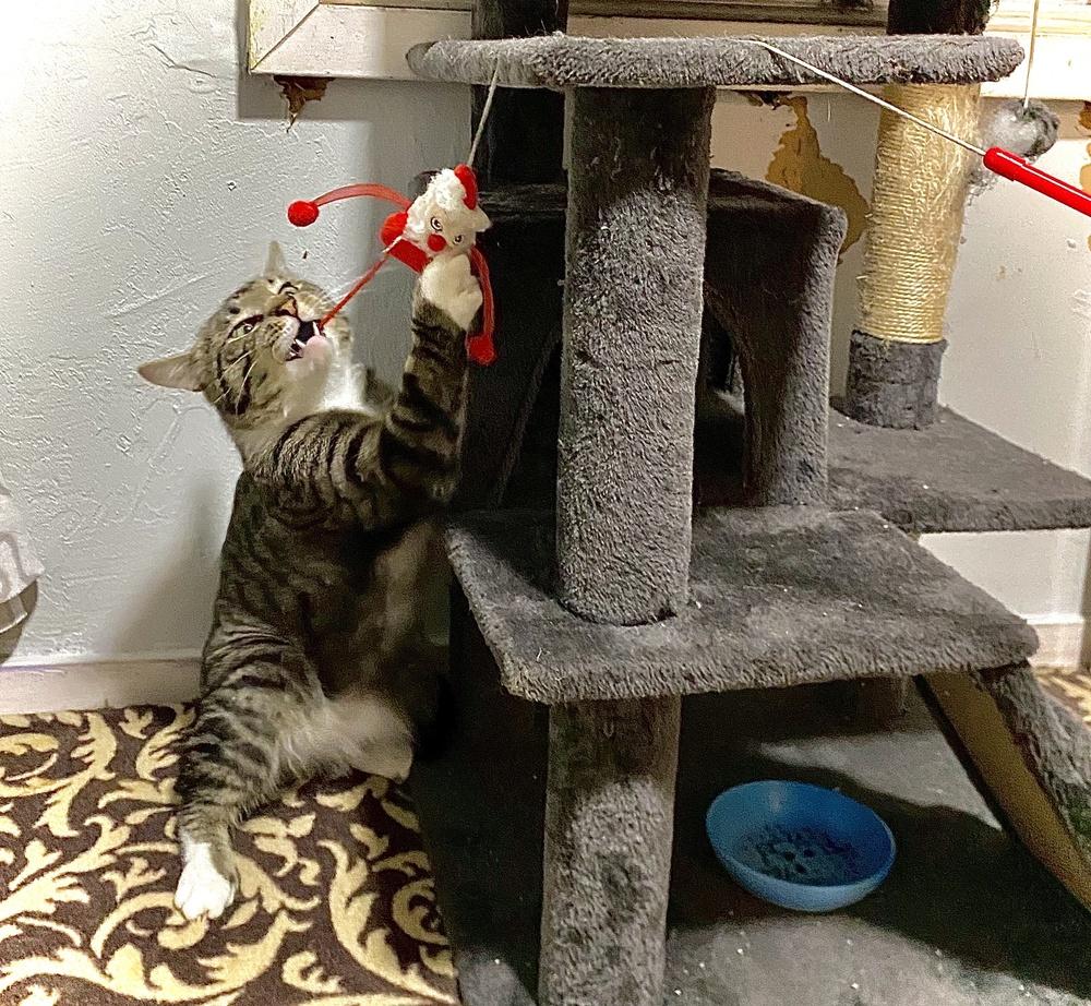 Robbie, Adopted, Young Male Tabby & Domestic Short Hair.