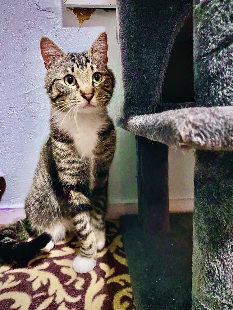 Enlarge Robbie, a Adopted mixed breed in Forest Knolls, CA image 3/6